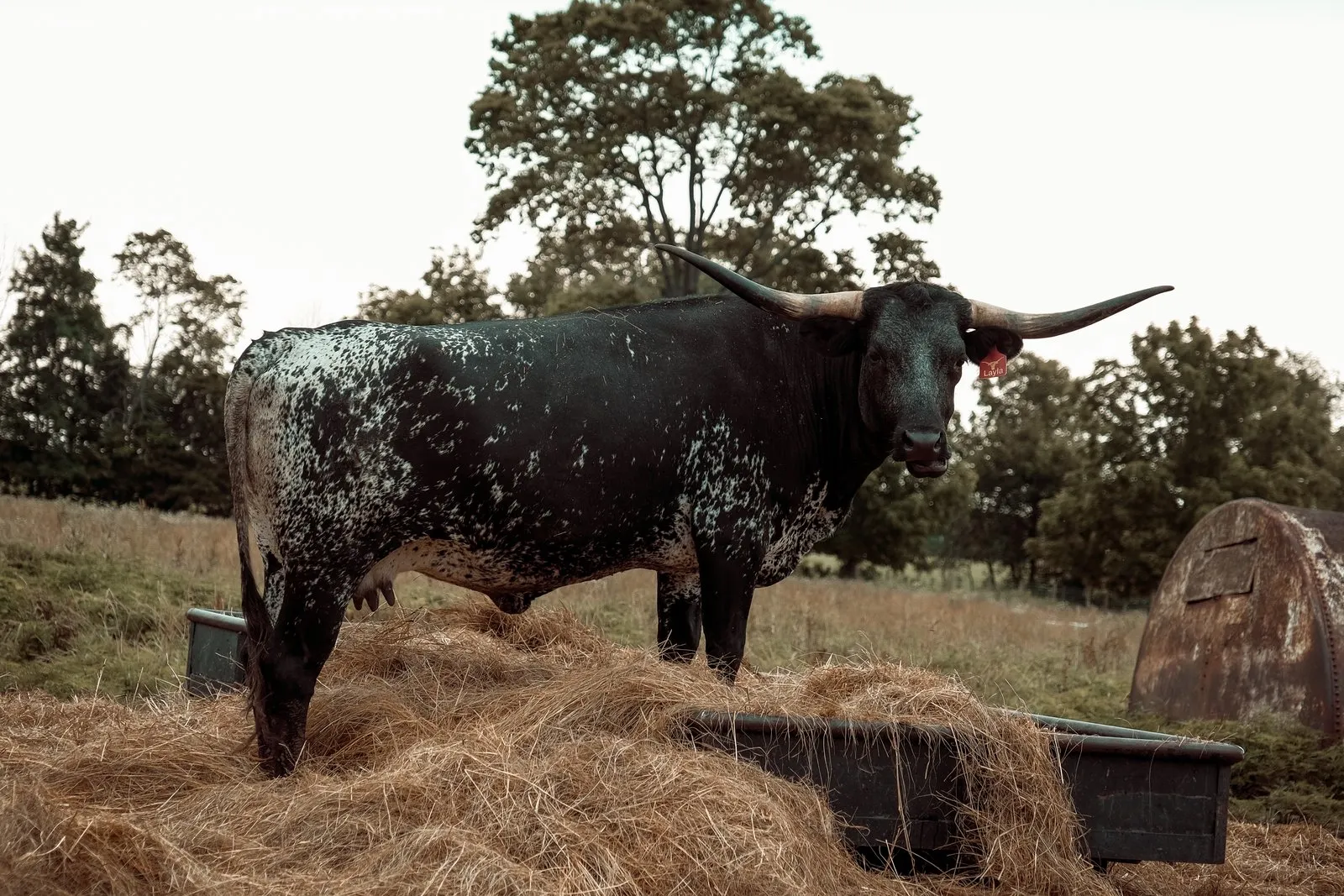 A black-and-white brindle Texas Longhorn cow at Fun-EE Farm