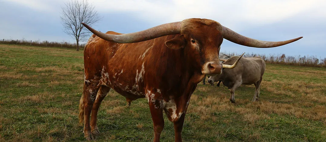 A Texas Longhorn bull in pasture at Fun-EE Farm